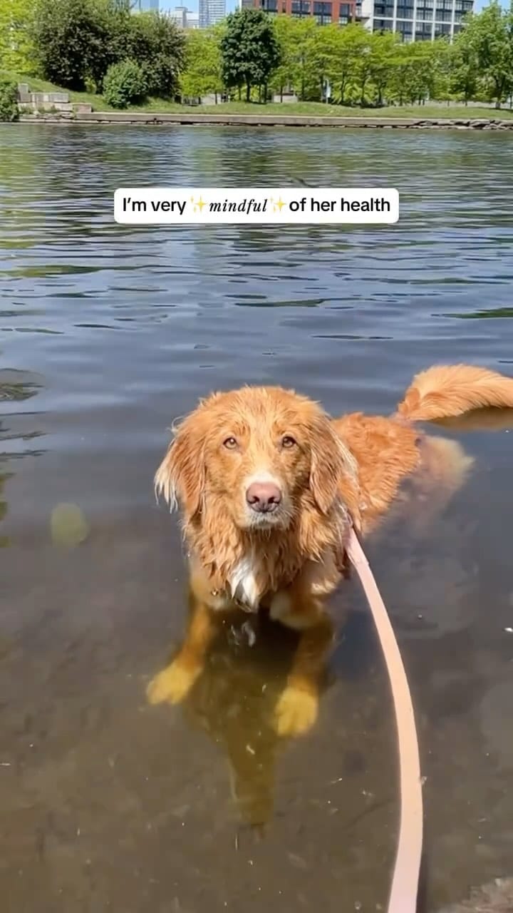 Post 4 by lennon & linds • duck toller on Instagram (video)