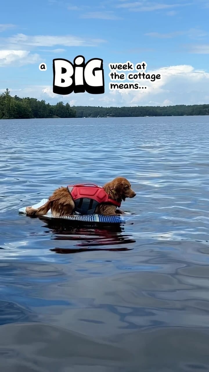 Post 9 by lennon & linds • duck toller on Instagram (video)