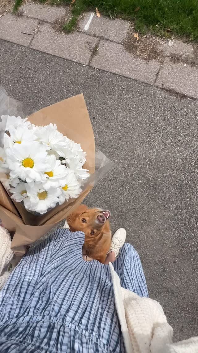 Post 3 by lennon & linds • duck toller on Instagram (video)