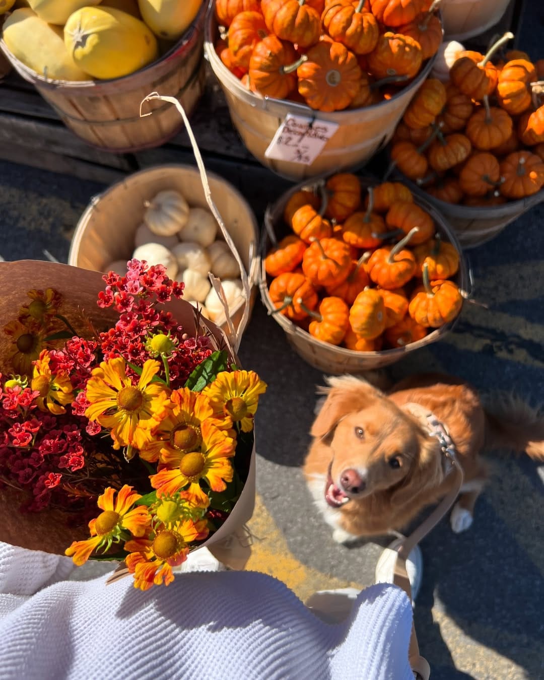 Post 10 by lennon & linds • duck toller on Instagram (image)