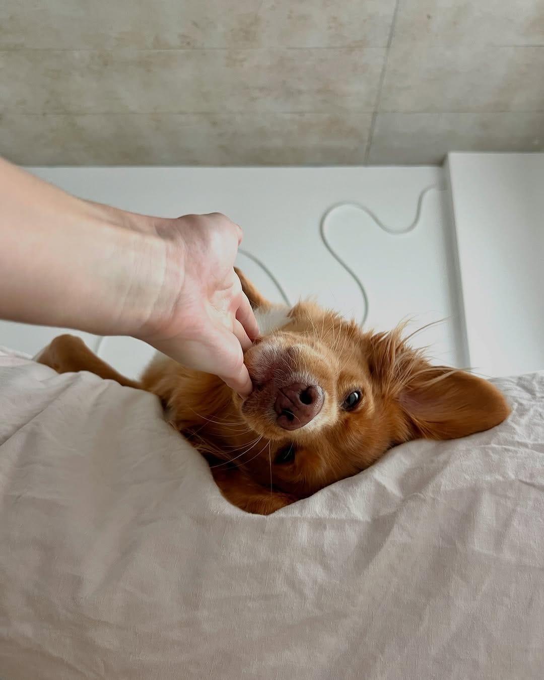 Post 2 by lennon & linds • duck toller on Instagram (image)