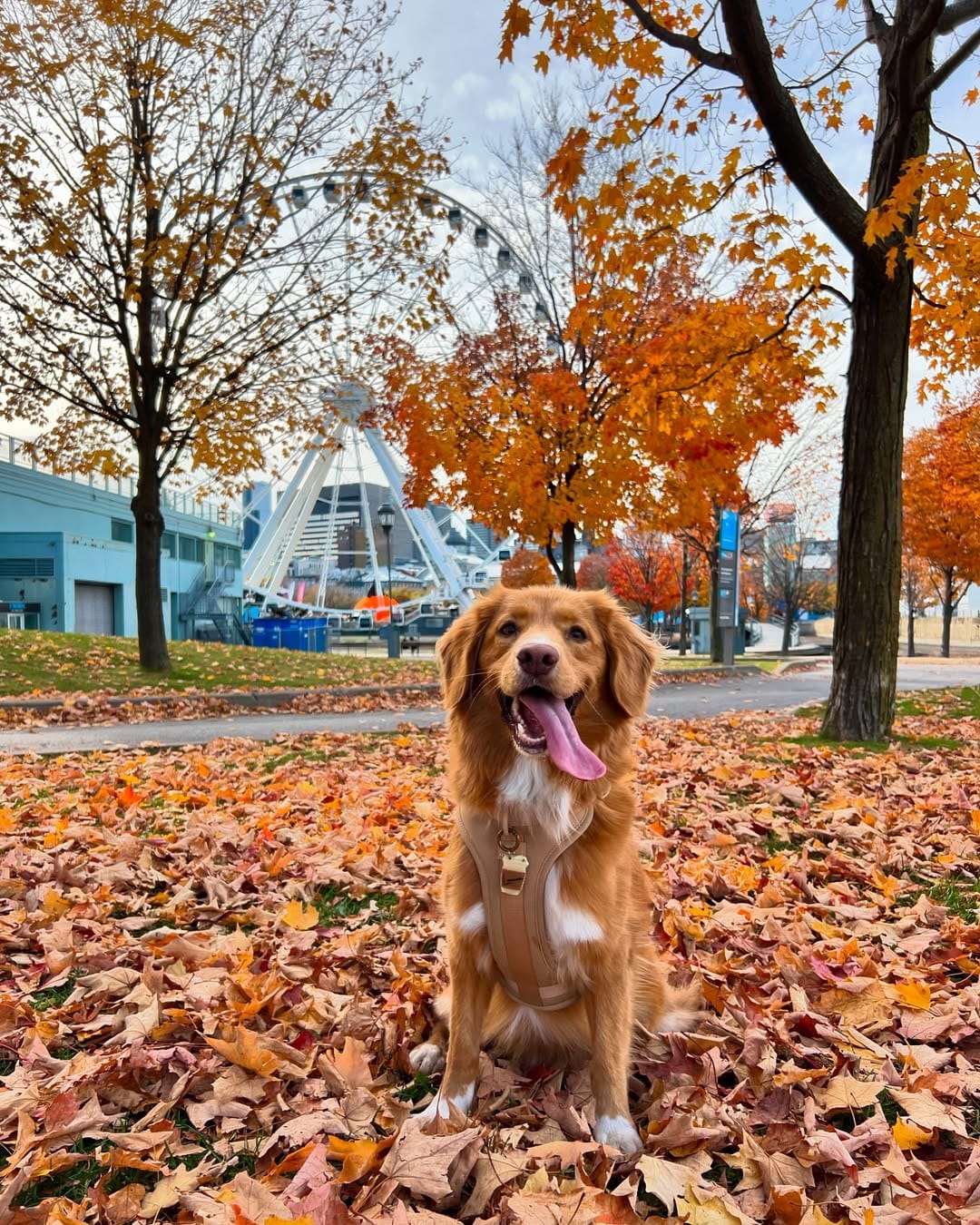 Post 8 by lennon & linds • duck toller on Instagram (carousel)