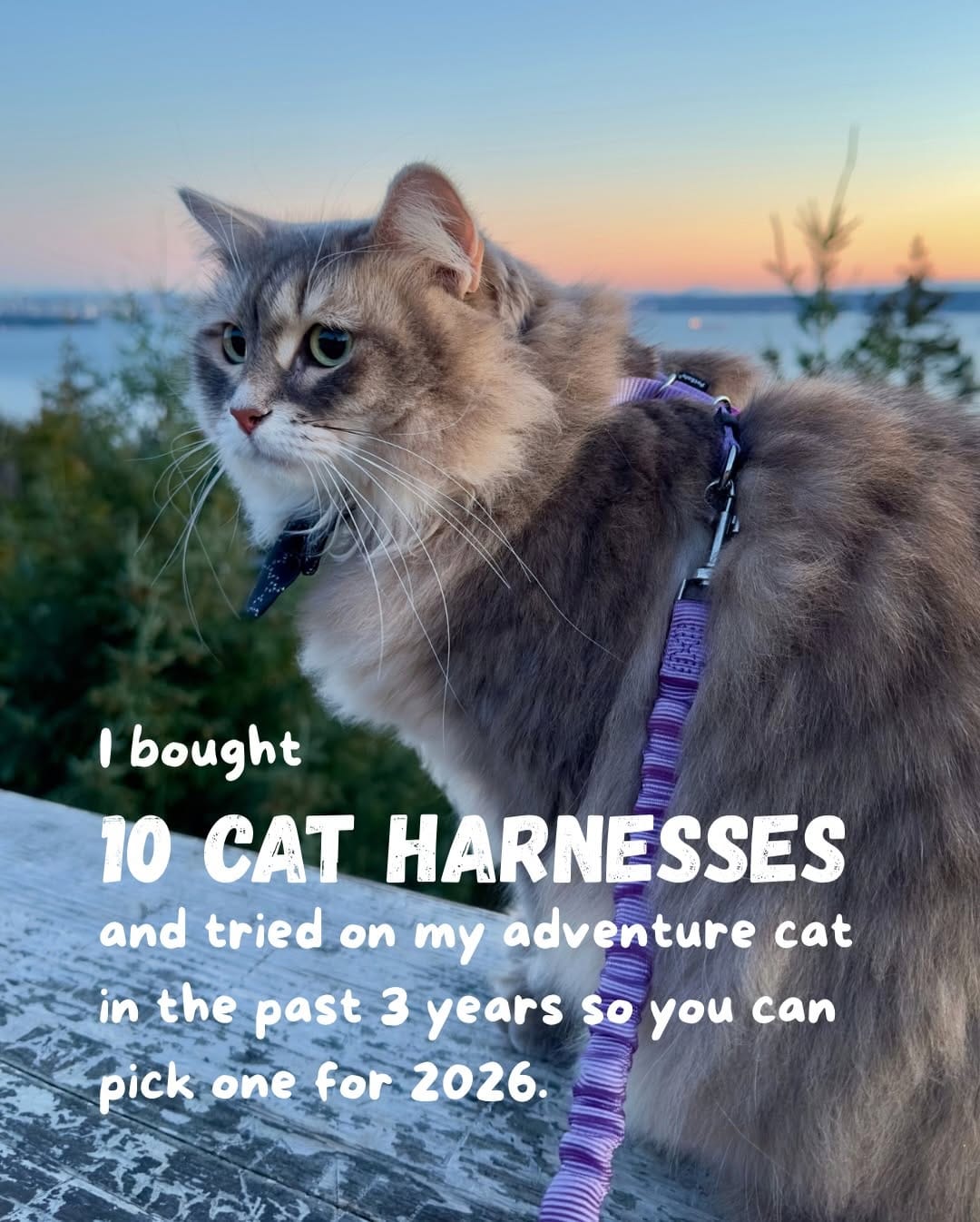 Post 8 by Freyja | Adventure Cat | Bird Interpreter | Meowdel on Instagram (carousel)