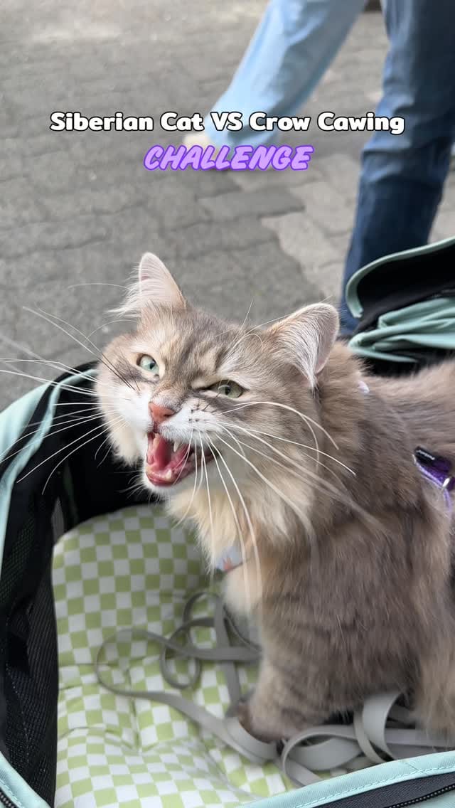 Post 1 by Freyja | Adventure Cat | Bird Interpreter | Meowdel on Instagram (video)