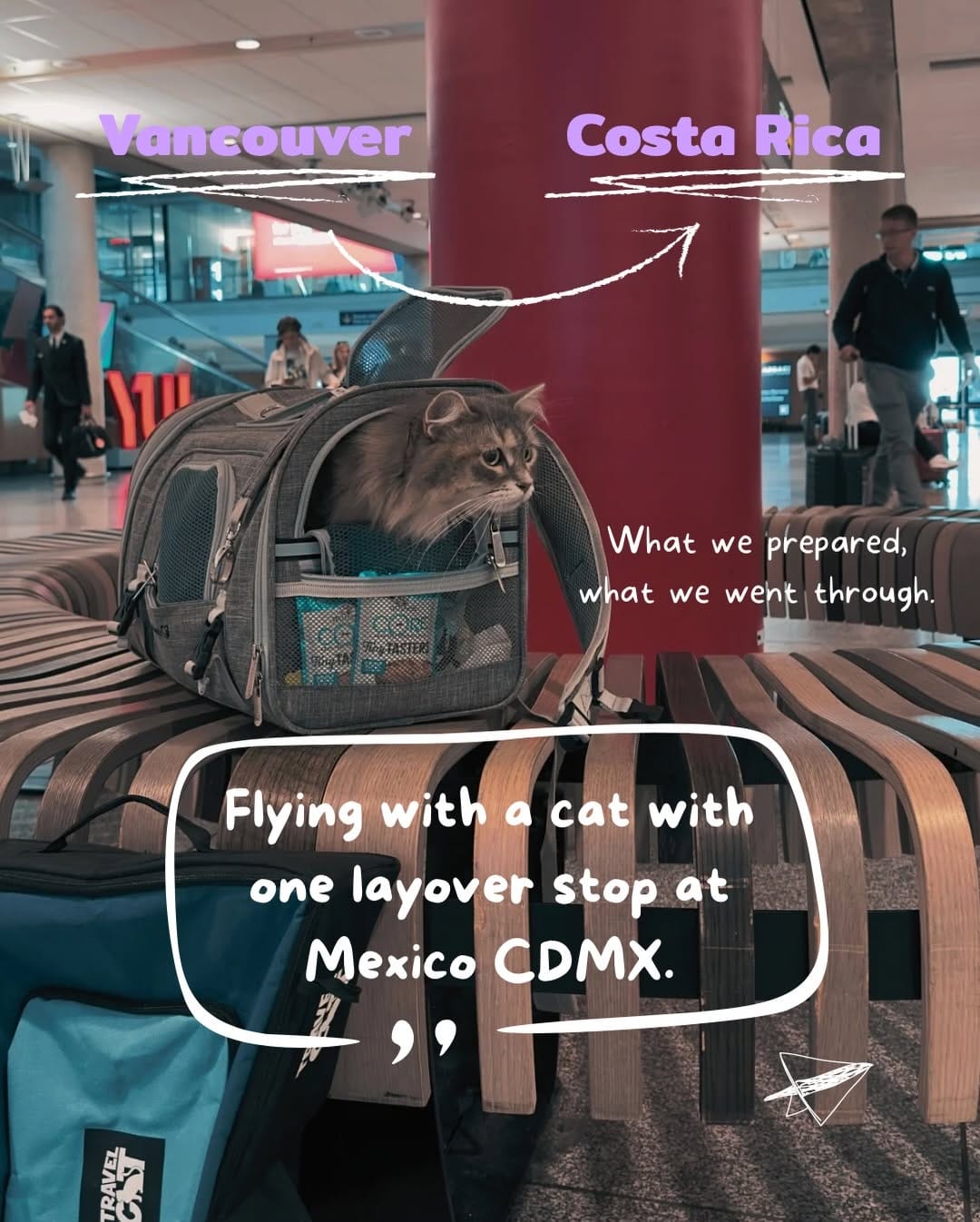 Post 2 by Freyja | Adventure Cat | Bird Interpreter | Meowdel on Instagram (carousel)