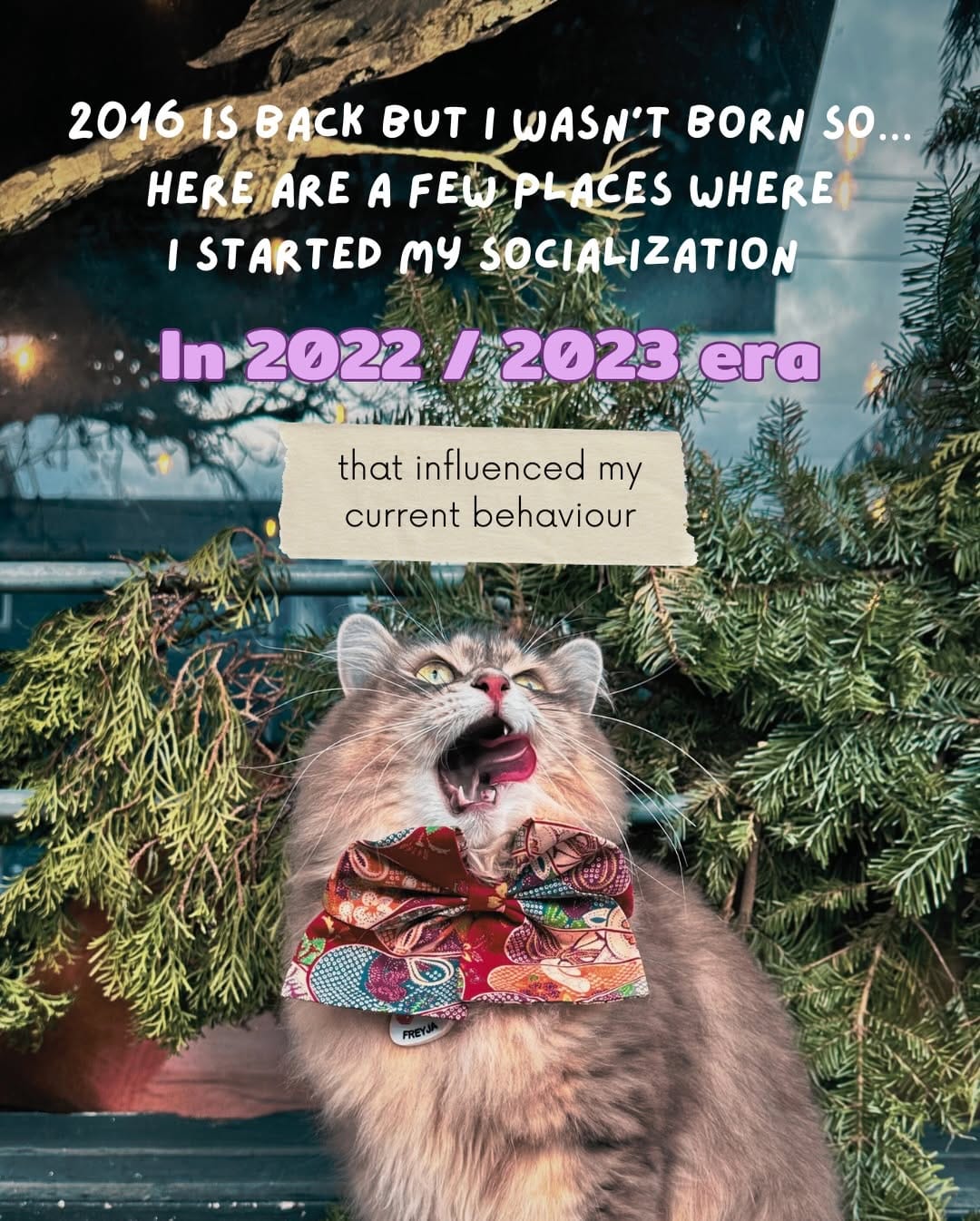 Post 3 by Freyja | Adventure Cat | Bird Interpreter | Meowdel on Instagram (carousel)