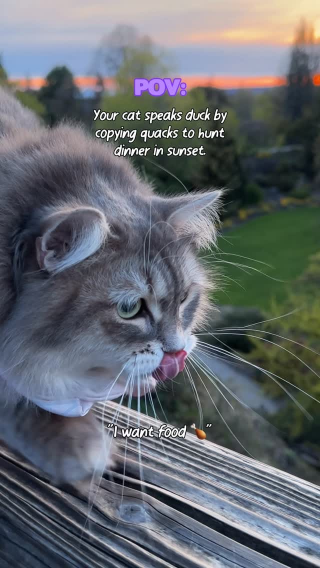 Post 7 by Freyja | Adventure Cat | Bird Interpreter | Meowdel on Instagram (video)