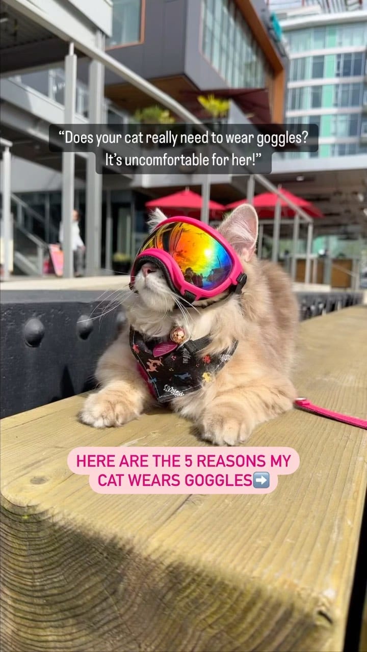 Post 10 by Freyja | Adventure Cat | Bird Interpreter | Meowdel on Instagram (video)
