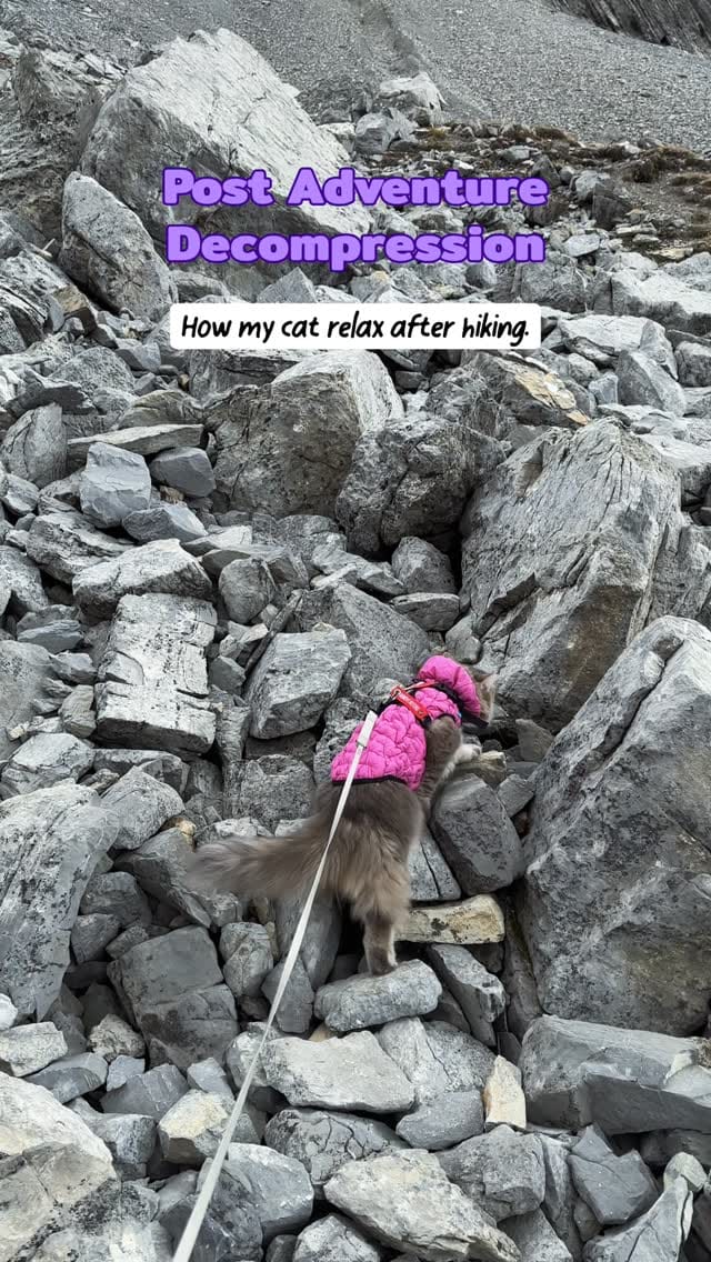Post 5 by Freyja | Adventure Cat | Bird Interpreter | Meowdel on Instagram (video)