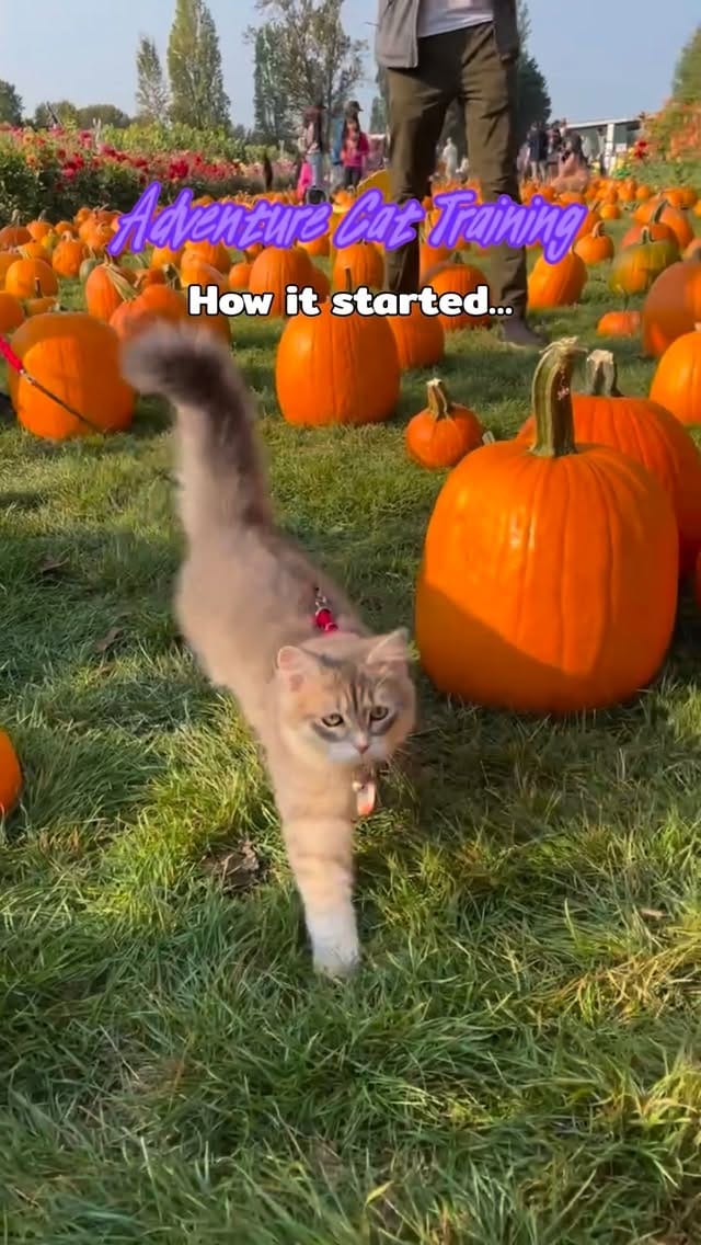 Post 6 by Freyja | Adventure Cat | Bird Interpreter | Meowdel on Instagram (video)