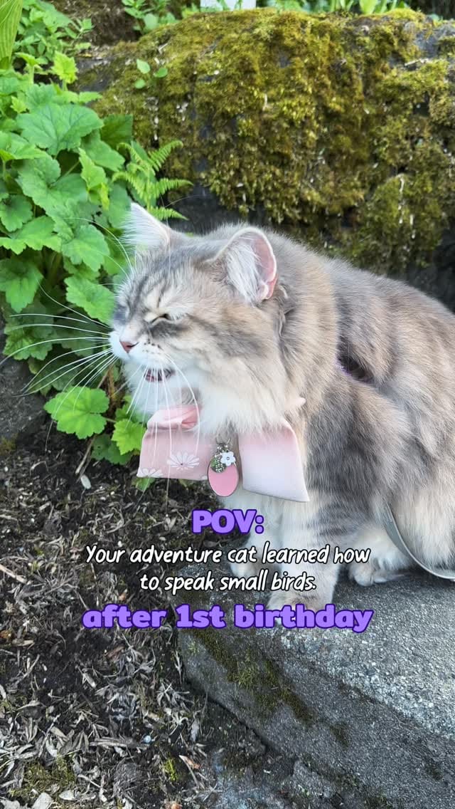 Post 4 by Freyja | Adventure Cat | Bird Interpreter | Meowdel on Instagram (video)