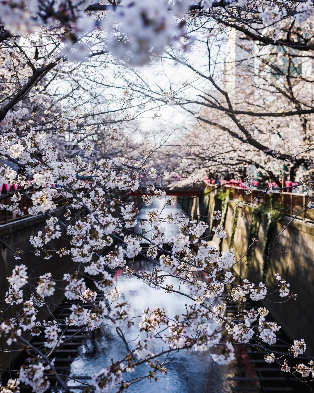 Post 1 by Yuri 🇯🇵x🇨🇦 on Instagram (image)