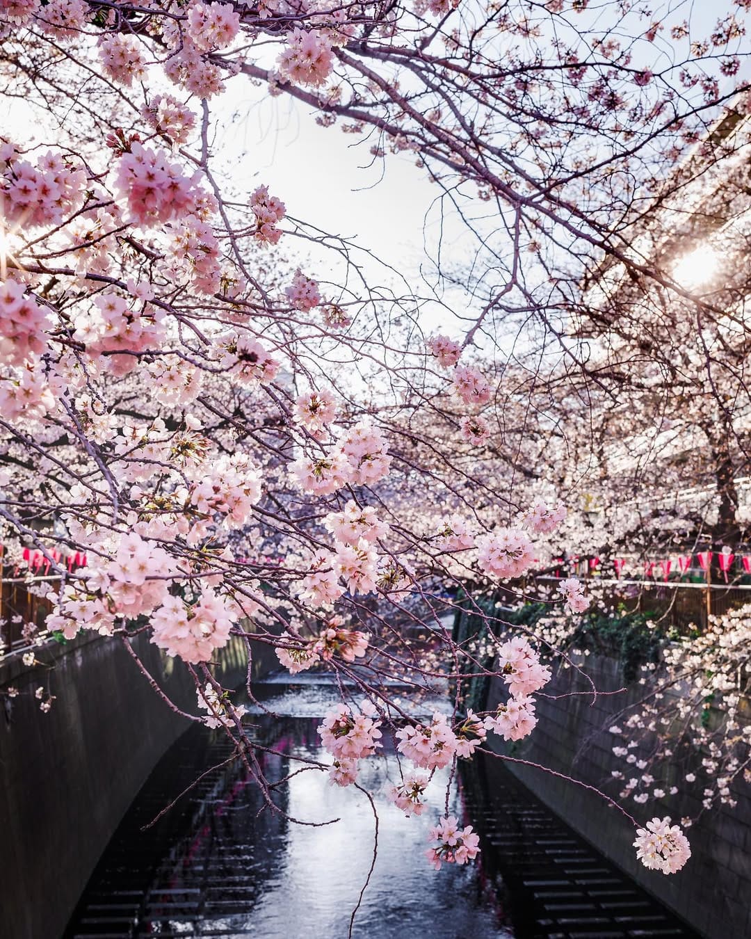Post 4 by Yuri 🇯🇵x🇨🇦 on Instagram (image)