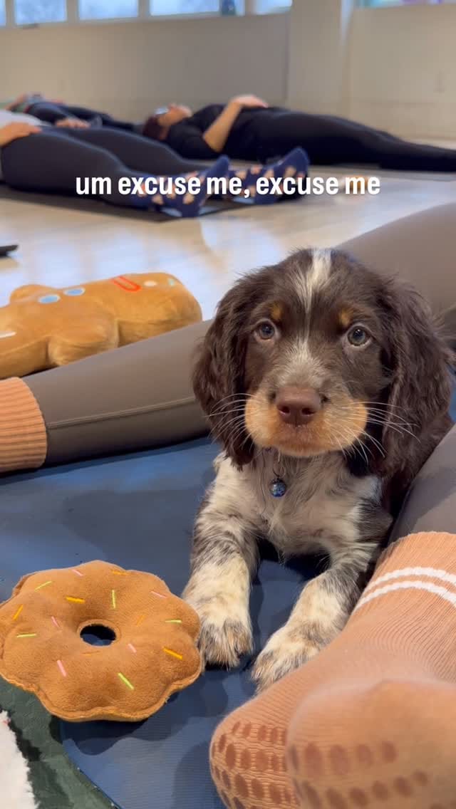 Post 6 by @kittypup_yoga on Instagram (video)