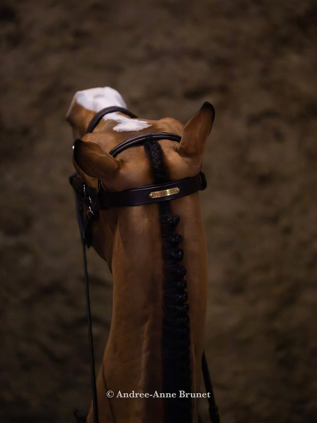 Post 6 by Andree-Anne Brunet | Horse Shows. Lifestyle. Legacy on Instagram (image)