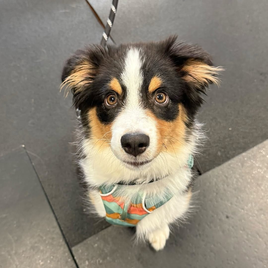 Post 2 by Aqua Paws Canine Aquatic Fitness Centres on Instagram (carousel)