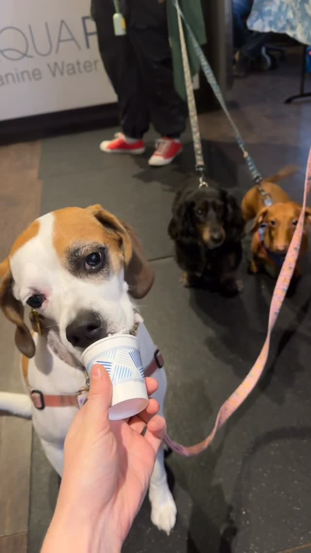 Post 8 by Aqua Paws Canine Aquatic Fitness Centres on Instagram (video)