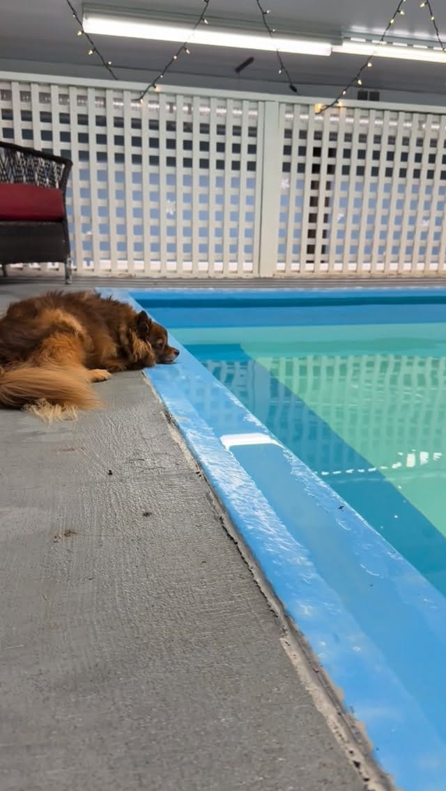 Post 7 by Aqua Paws Canine Aquatic Fitness Centres on Instagram (video)