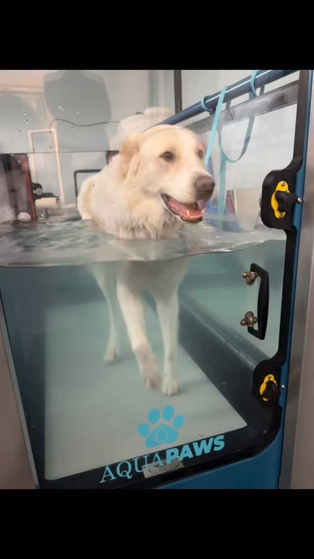 Post 3 by Aqua Paws Canine Aquatic Fitness Centres on Instagram (video)