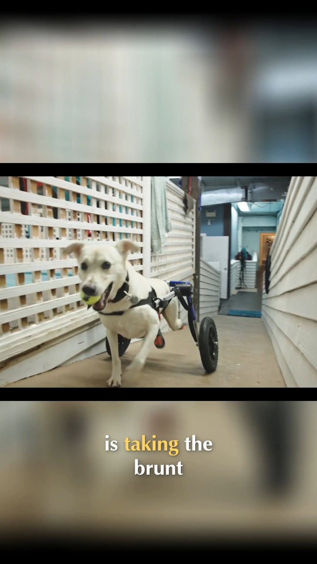 Post 6 by Aqua Paws Canine Aquatic Fitness Centres on Instagram (video)