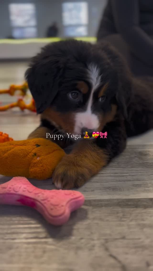 Post 6 by AfroPuppyYoga on Instagram (video)