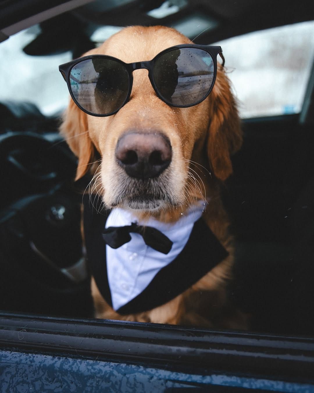 Post 8 by Arthur & Indy | intentional living with sensitive dogs on Instagram (image)