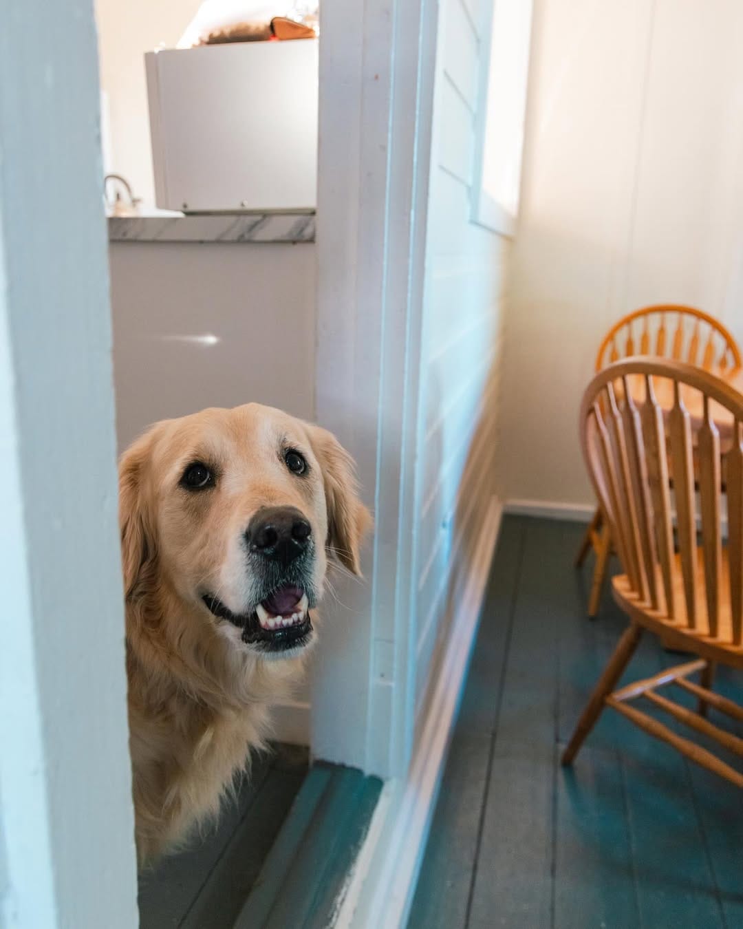 Post 10 by Arthur & Indy | intentional living with sensitive dogs on Instagram (carousel)