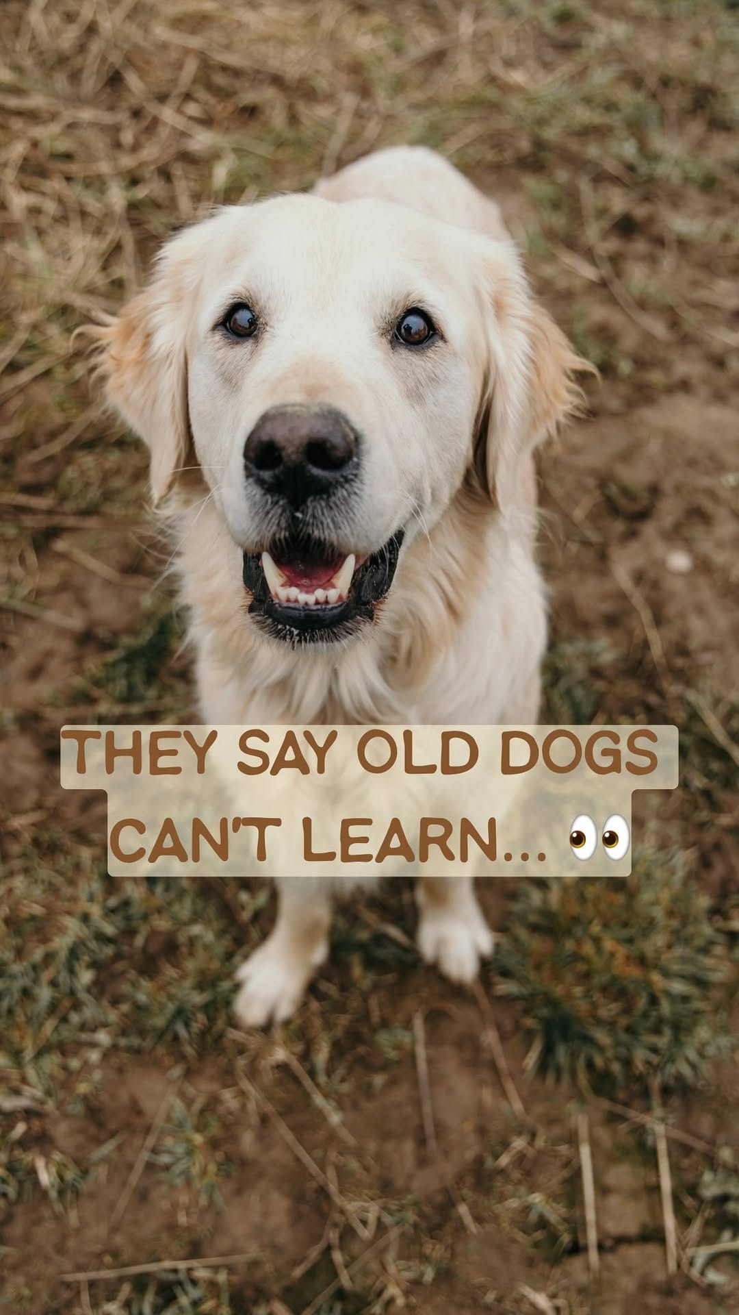 Post 4 by Arthur & Indy | intentional living with sensitive dogs on Instagram (video)