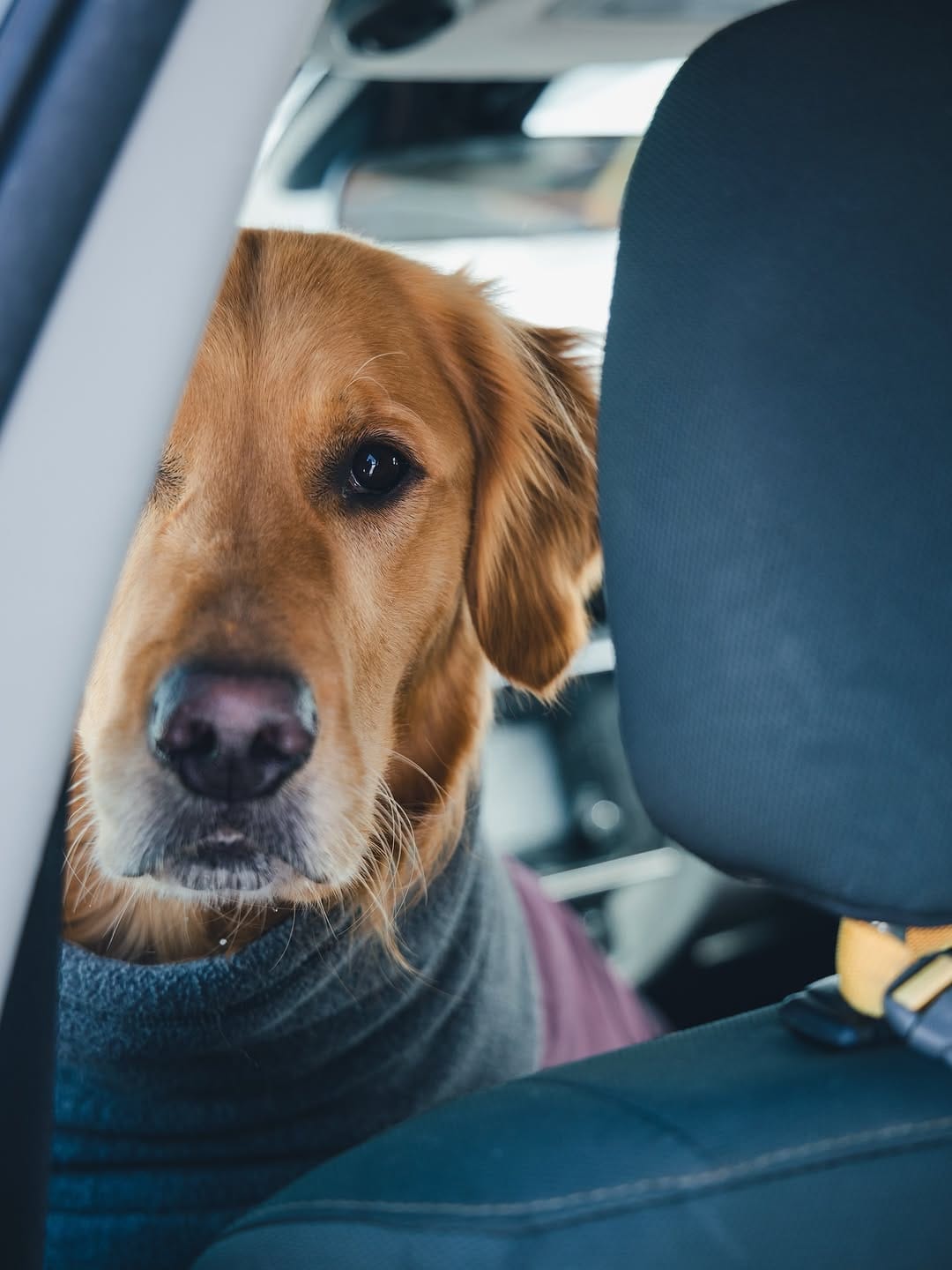 Post 5 by Arthur & Indy | intentional living with sensitive dogs on Instagram (image)