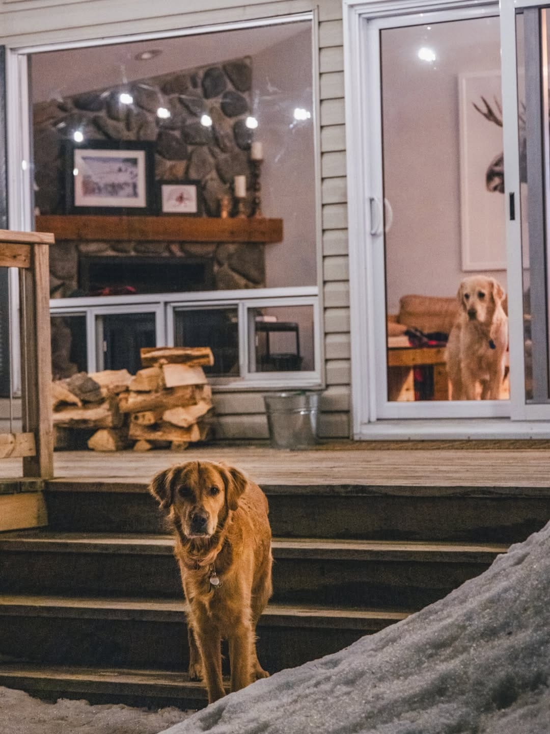 Post 2 by Arthur & Indy | intentional living with sensitive dogs on Instagram (image)