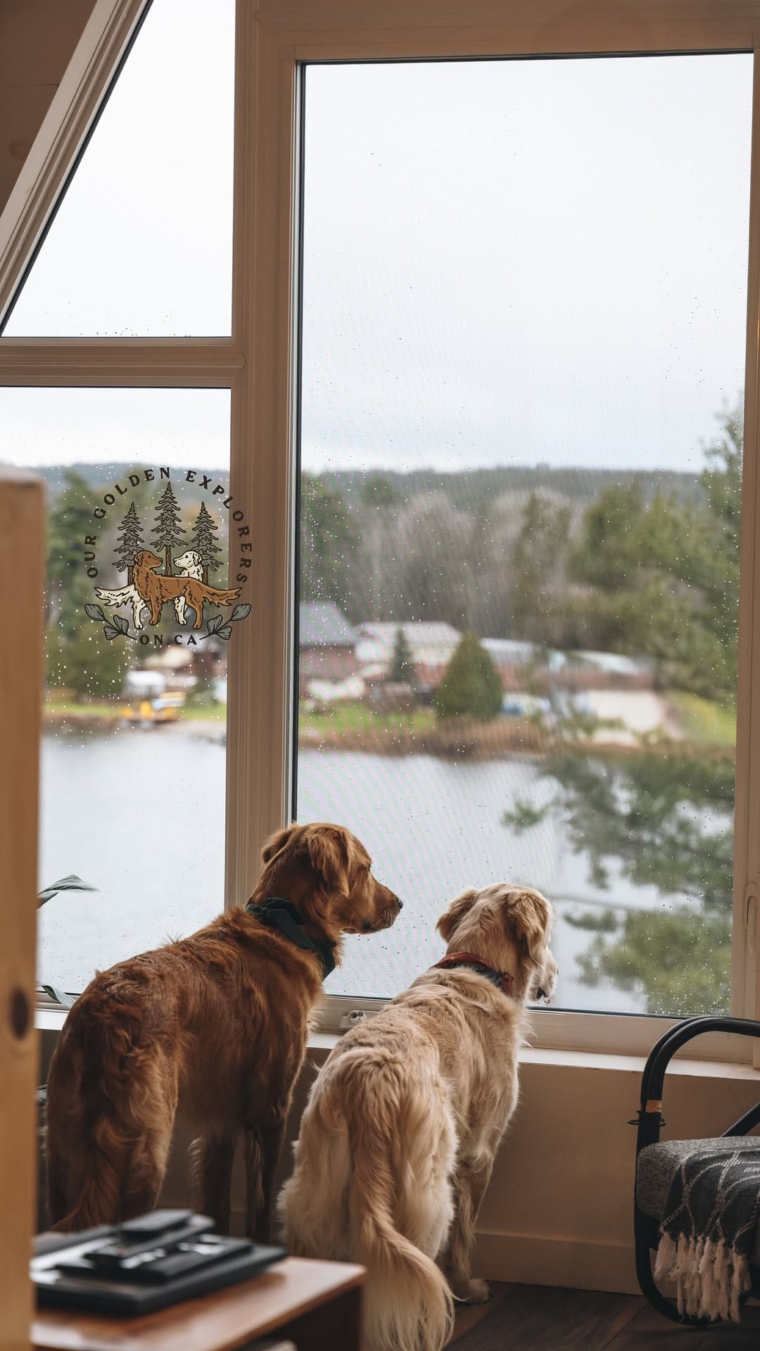 Post 9 by Arthur & Indy | intentional living with sensitive dogs on Instagram (video)