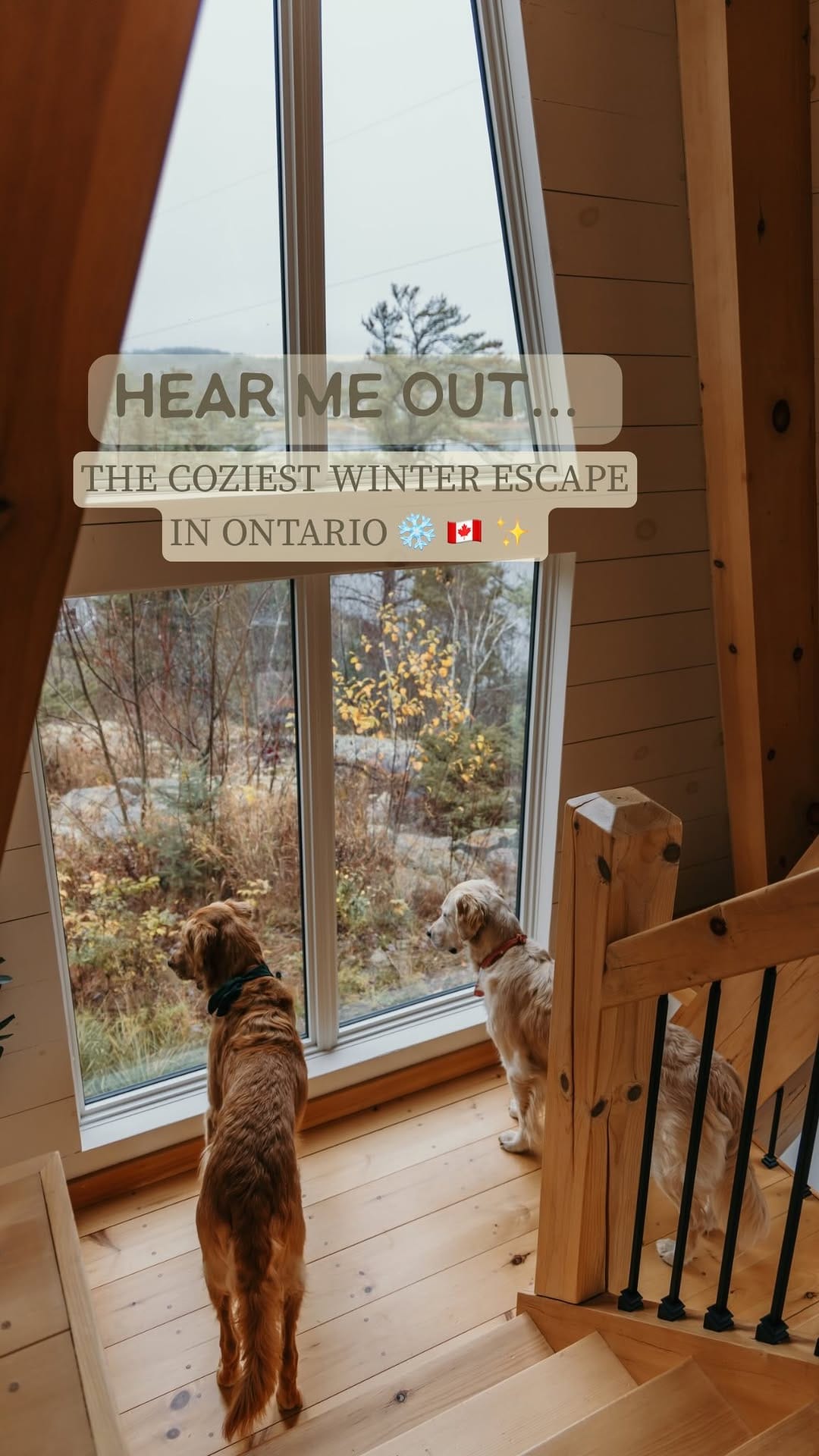 Post 6 by Arthur & Indy | intentional living with sensitive dogs on Instagram (video)