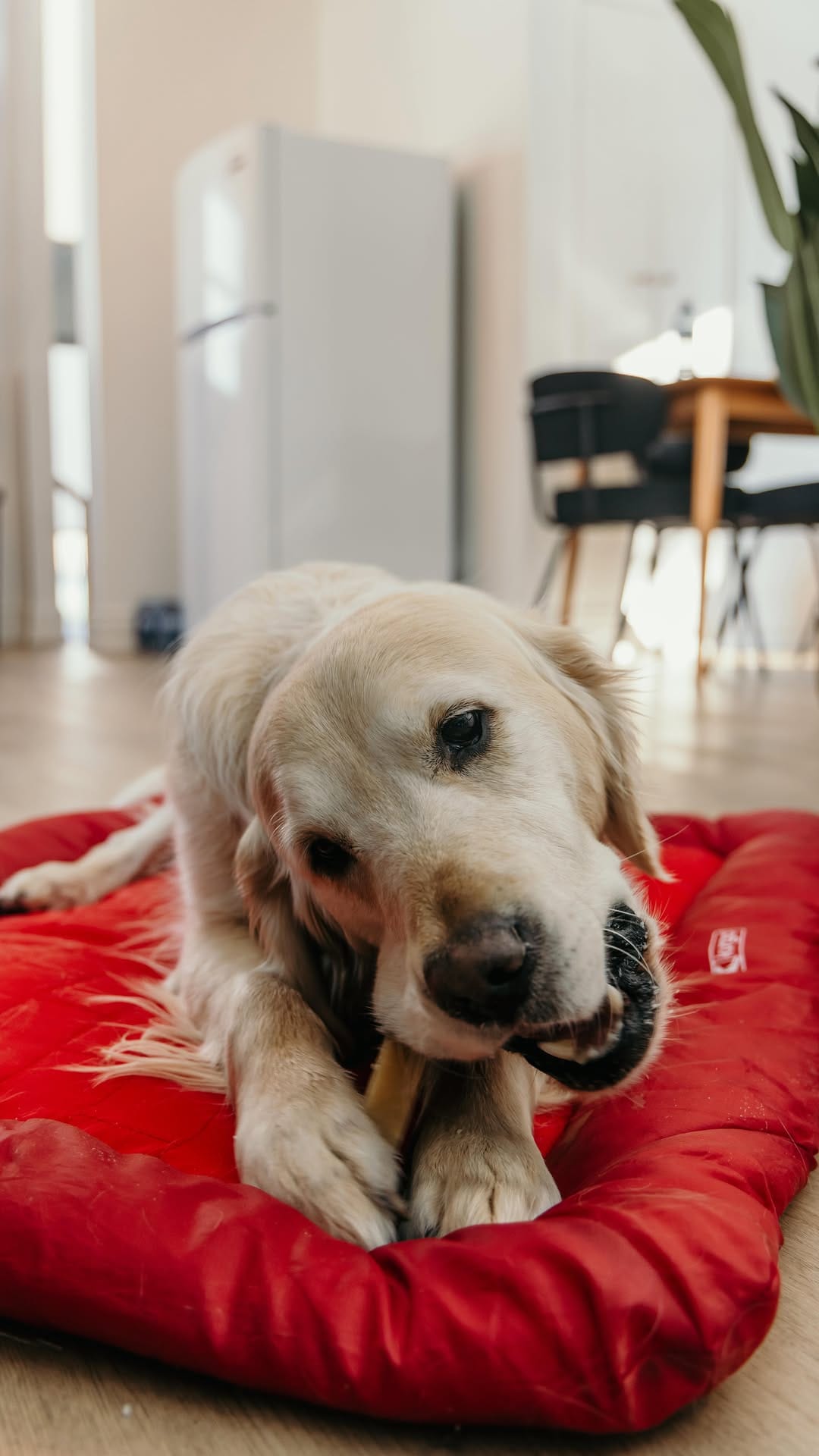 Post 1 by Arthur & Indy | intentional living with sensitive dogs on Instagram (video)
