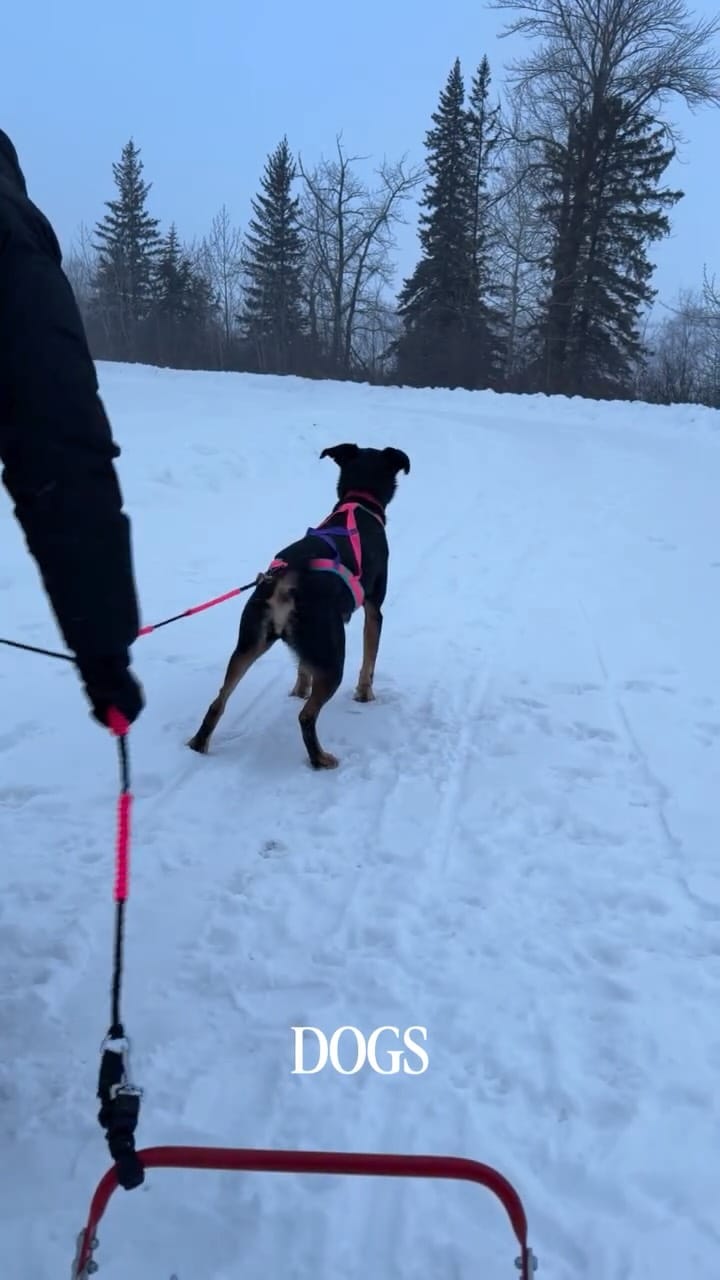 Post 4 by Kelsey | Lulu & Soda on Instagram (video)