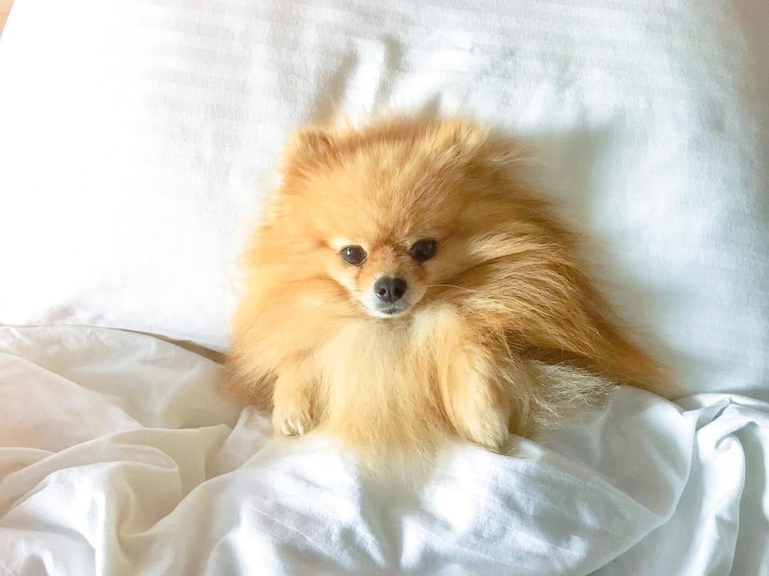 Post 6 by Zidane The Pomeranian on Instagram (carousel)