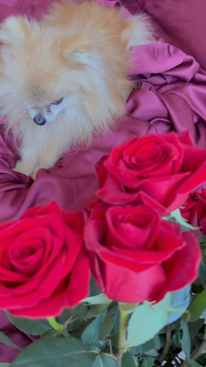 Post 2 by Zidane The Pomeranian on Instagram (video)