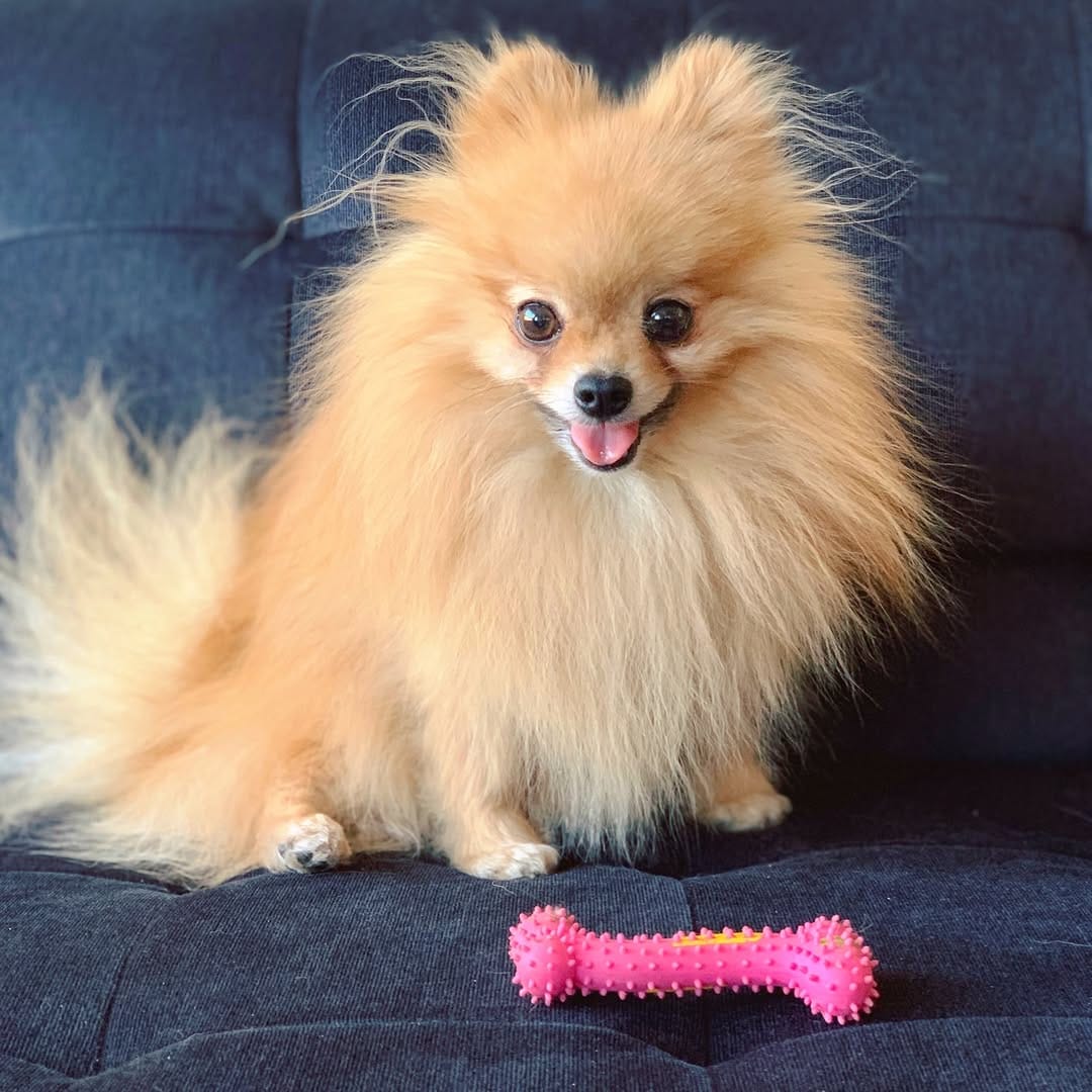 Post 1 by Zidane The Pomeranian on Instagram (carousel)