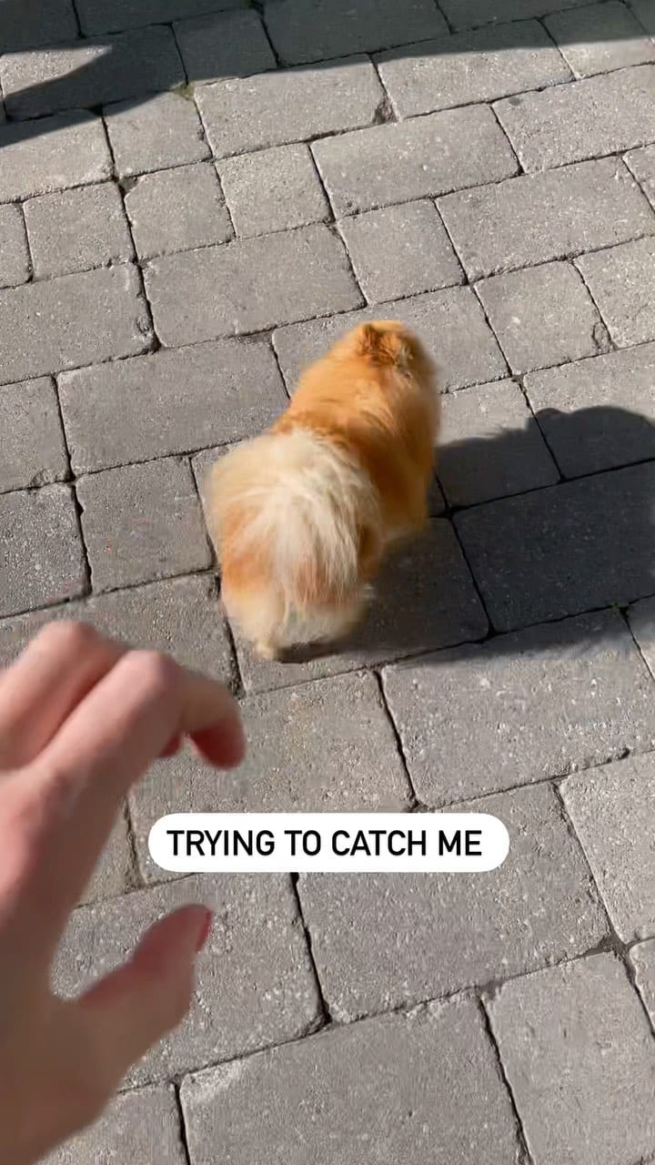 Post 10 by Zidane The Pomeranian on Instagram (video)