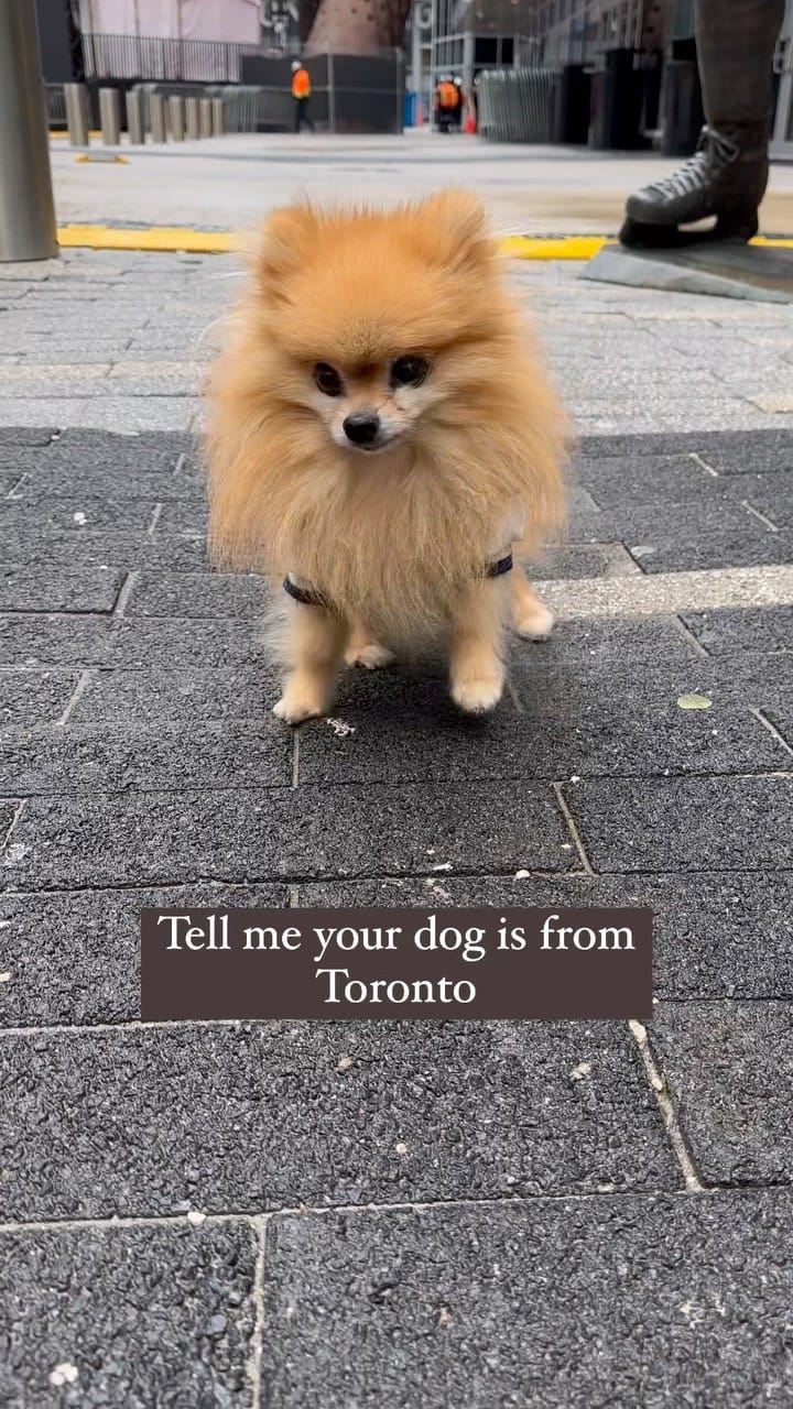 Post 3 by Zidane The Pomeranian on Instagram (video)