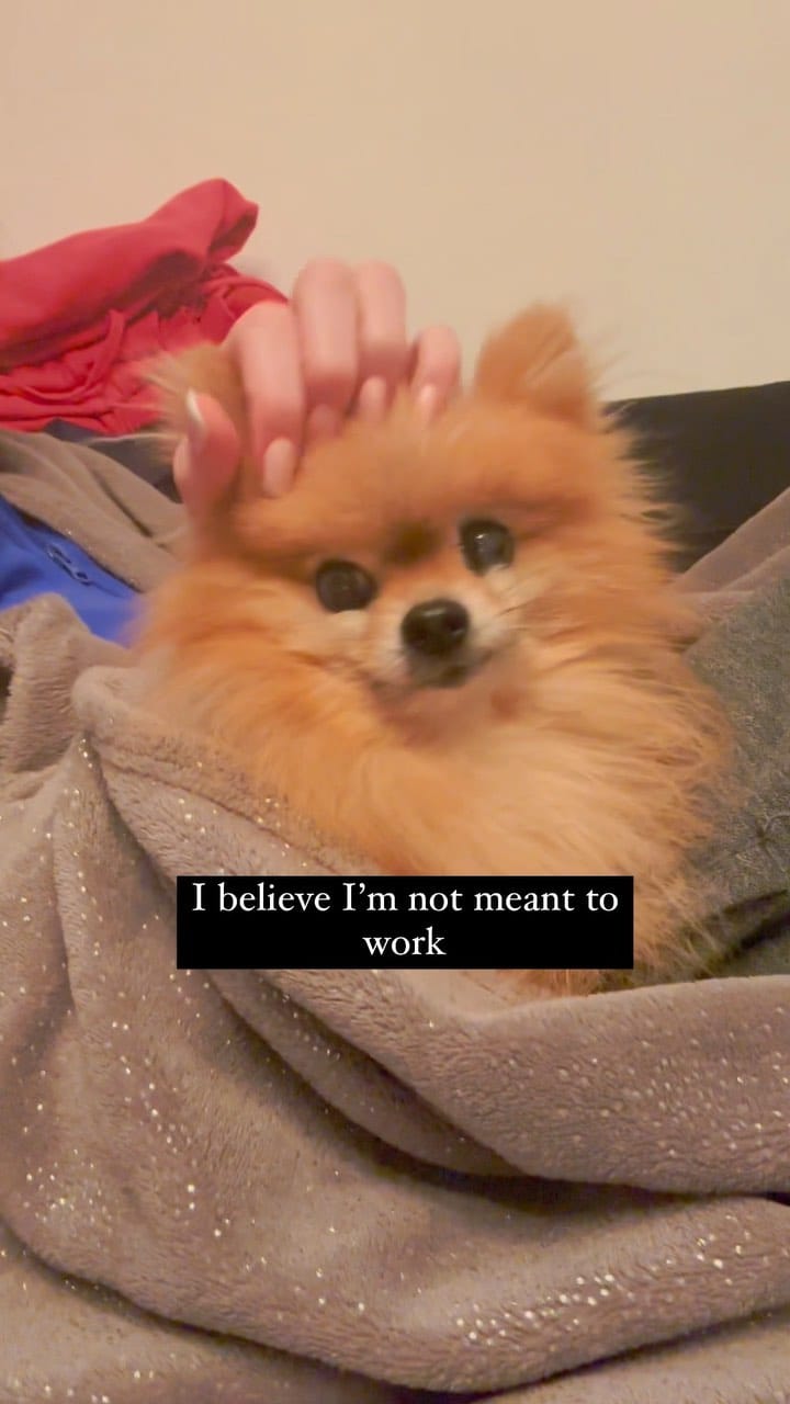Post 4 by Zidane The Pomeranian on Instagram (video)