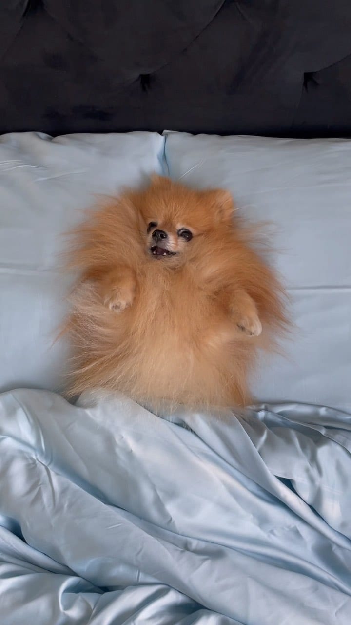 Post 8 by Zidane The Pomeranian on Instagram (video)
