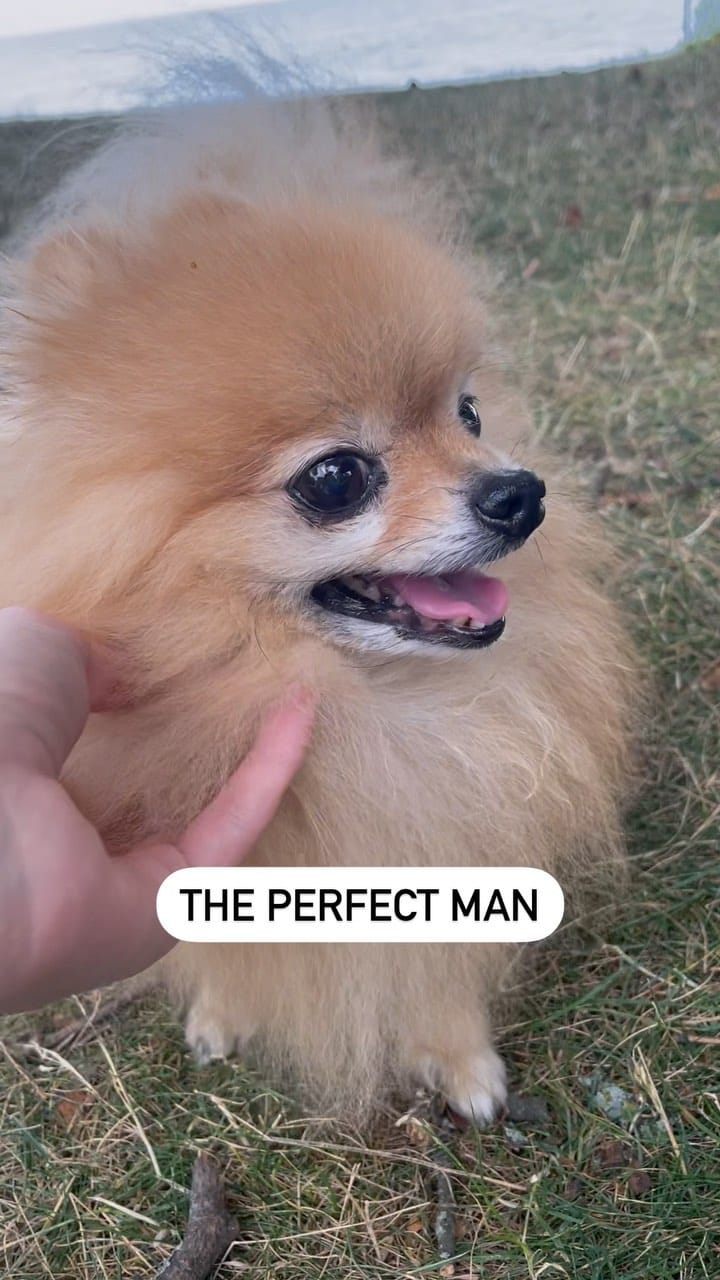 Post 9 by Zidane The Pomeranian on Instagram (video)