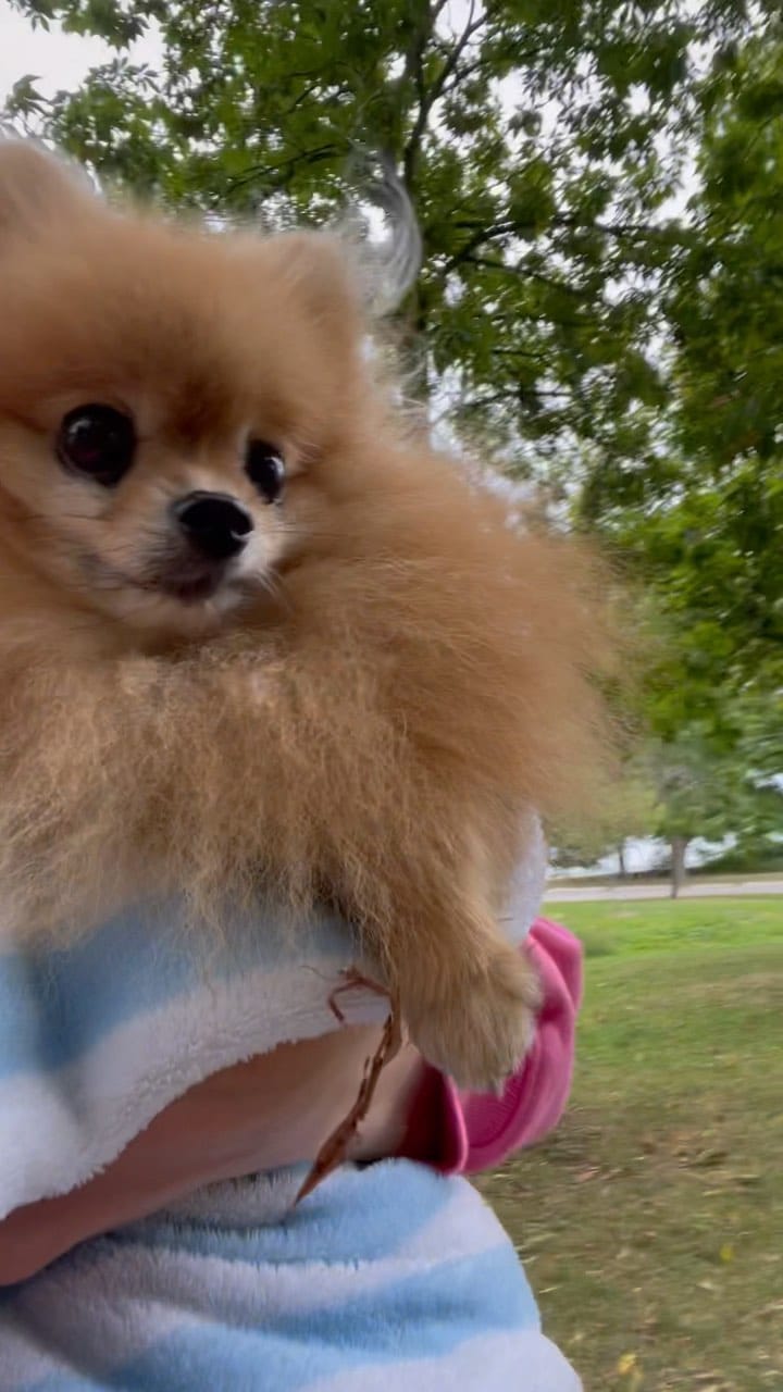 Post 7 by Zidane The Pomeranian on Instagram (video)