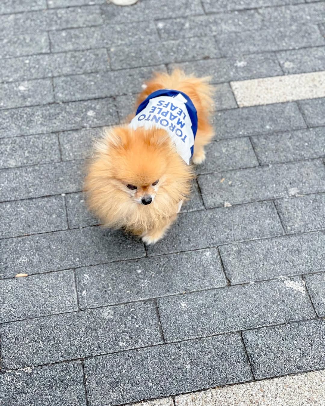 Post 5 by Zidane The Pomeranian on Instagram (carousel)