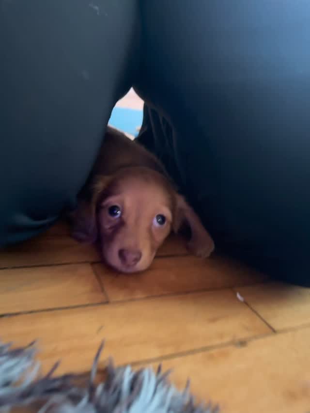 Post 7 by Paws and Pose 🐾 on Instagram (video)