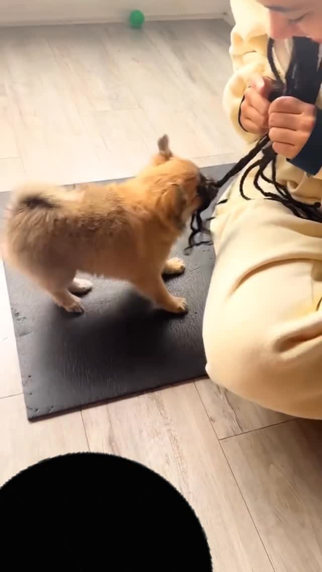 Post 1 by Paws and Pose 🐾 on Instagram (video)