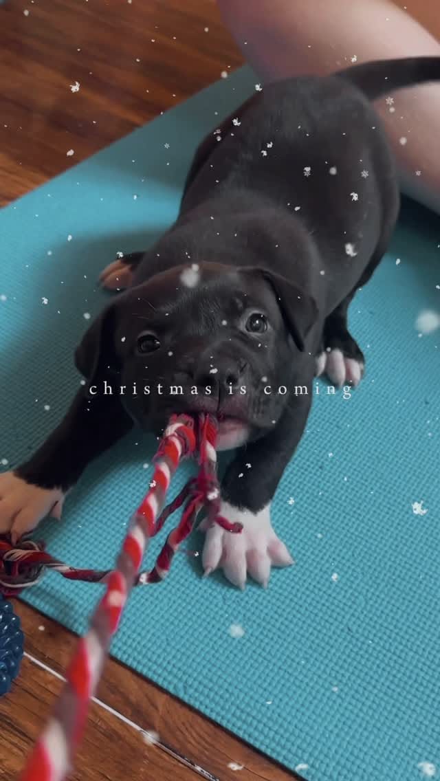 Post 4 by Paws and Pose 🐾 on Instagram (video)