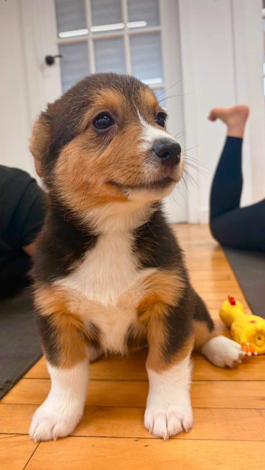 Post 3 by Paws and Pose 🐾 on Instagram (video)
