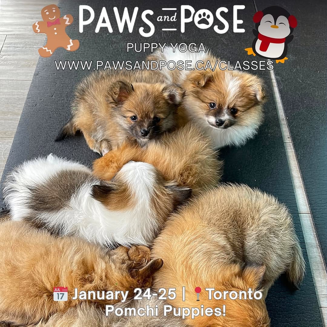 Post 2 by Paws and Pose 🐾 on Instagram (image)
