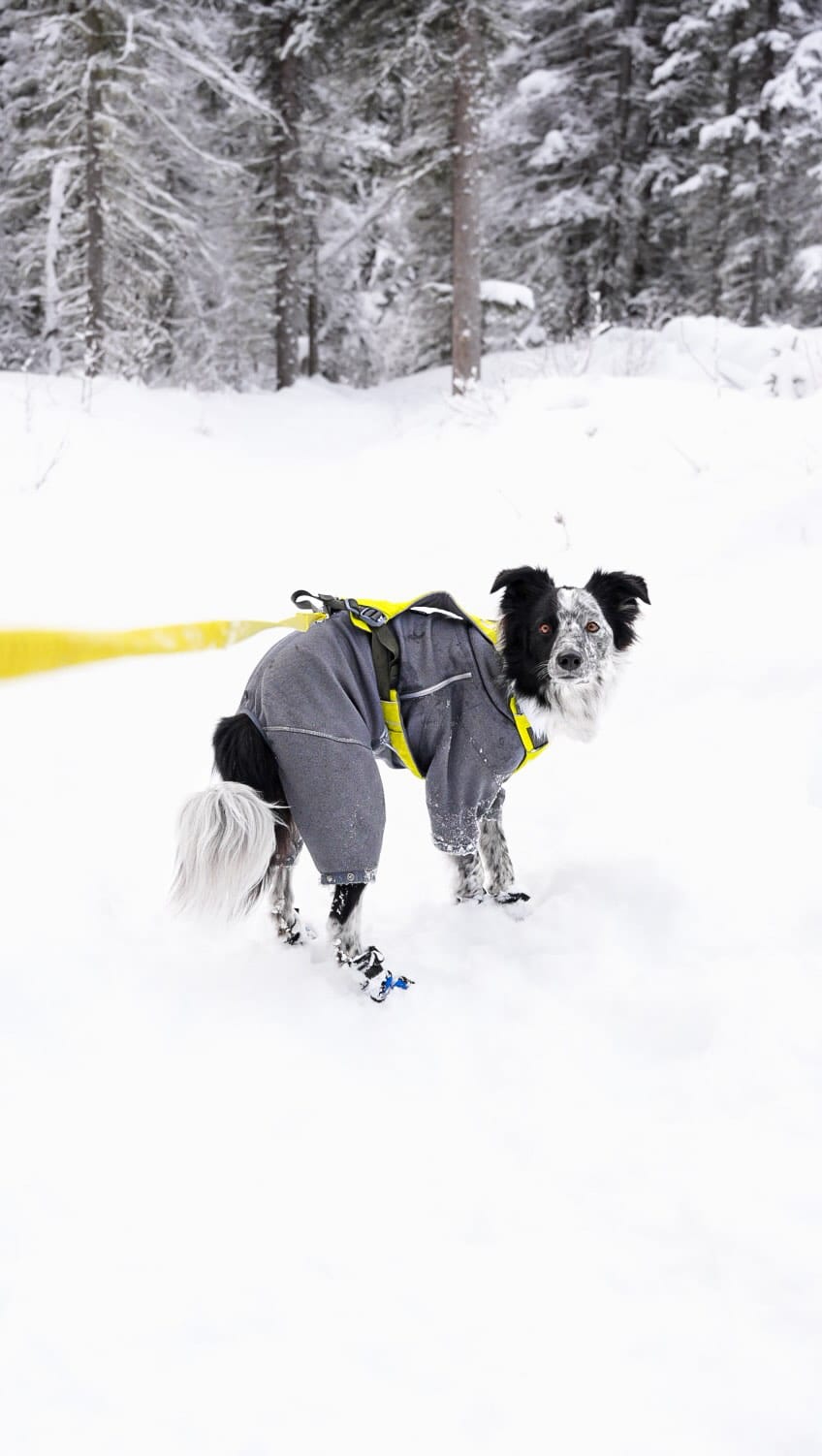 Post 4 by Shaye Nelissen | Content Creator 🏔️ Carl | SUP PUP on Instagram (video)